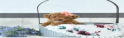 Toy Poodle dogs for sale: Audrey - Ad 4