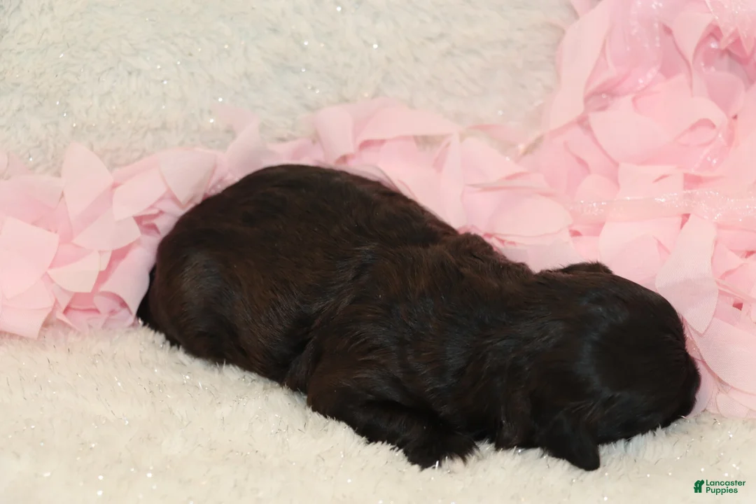 Shihpoo dogs for sale: Mary - Ad 5