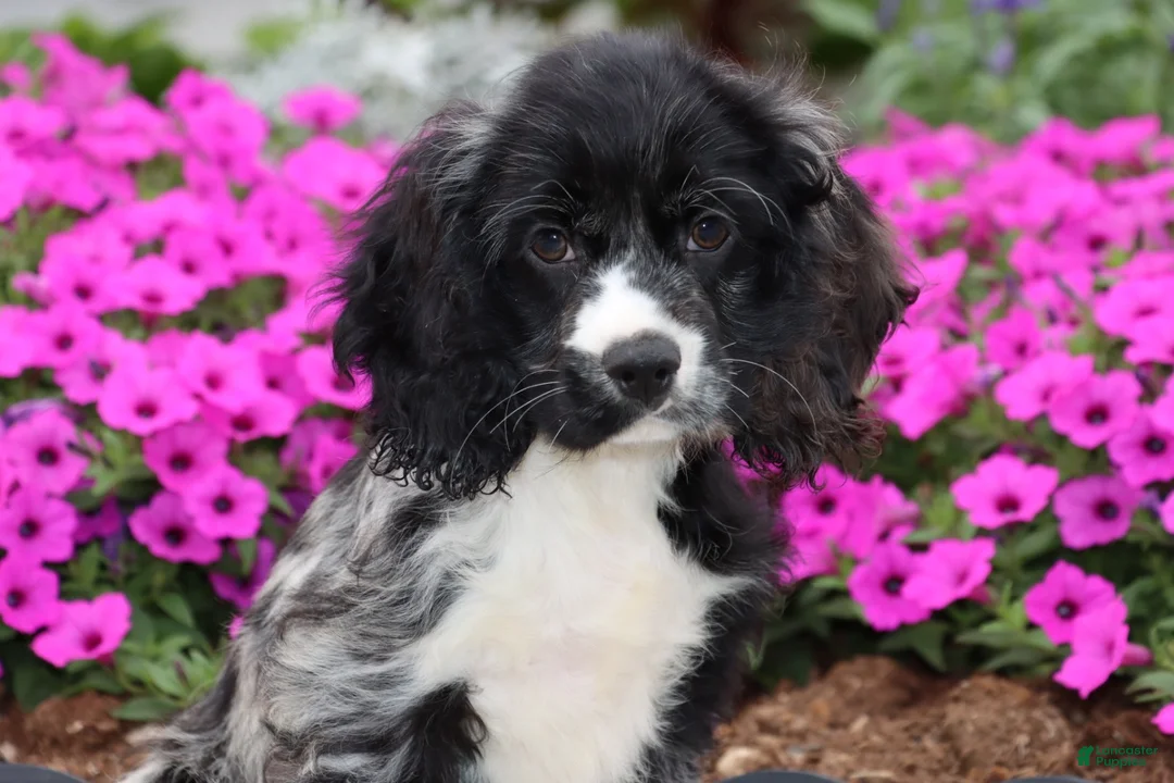 Cocker Spaniel dogs for sale: Bravo - Ad 4