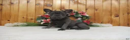 French Bulldog dogs for sale: AKC Bluebell - Ad 2
