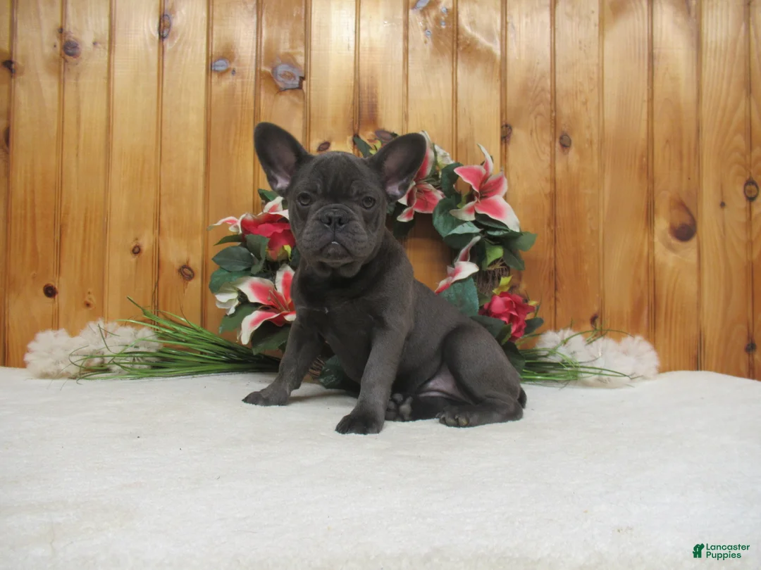 French Bulldog dogs for sale: AKC Bluebell - Ad 2