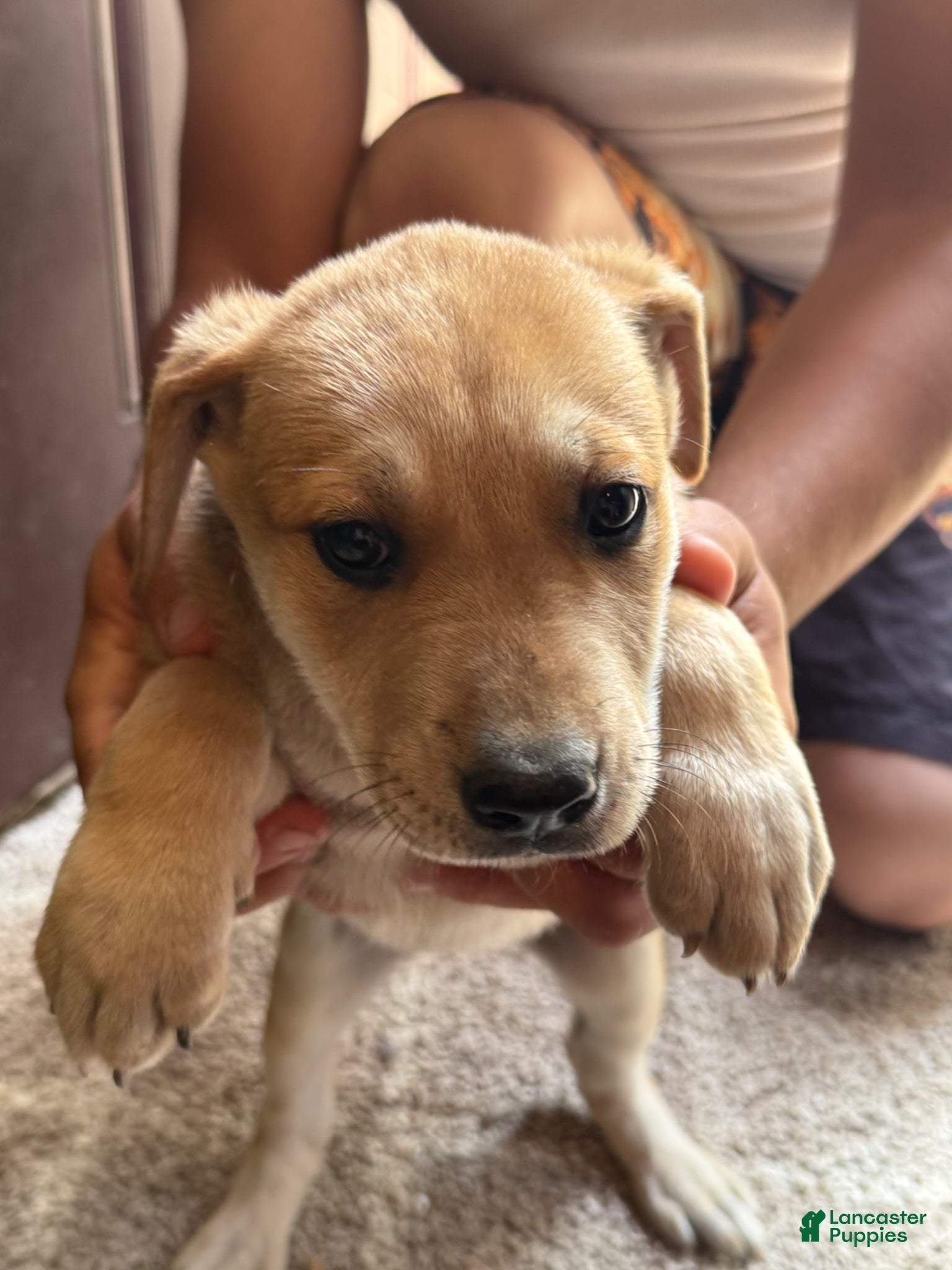 Mixed Breed dogs Puppy 6 - Ad 5