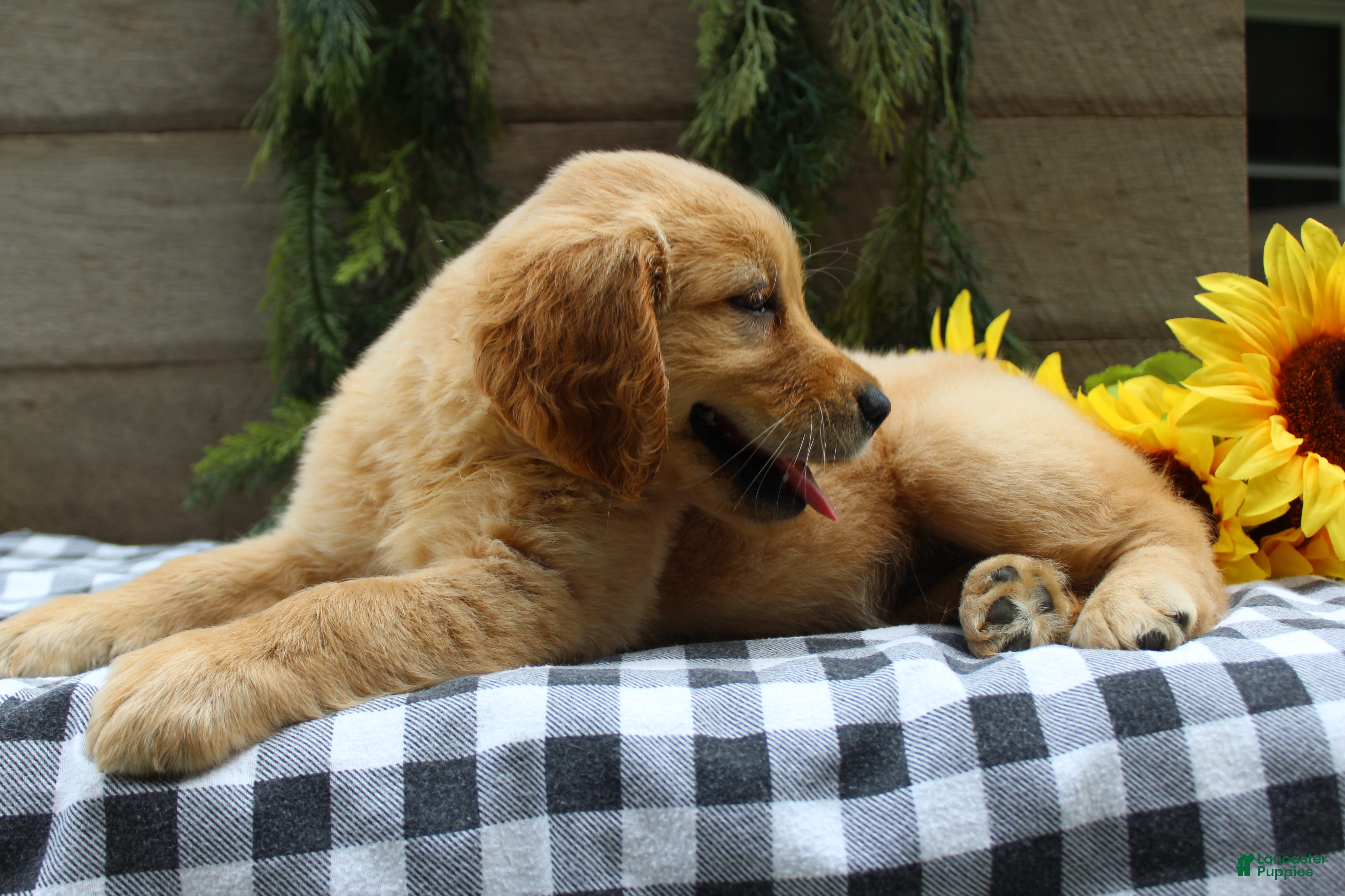 Golden Retriever dogs Stella - Ad 2