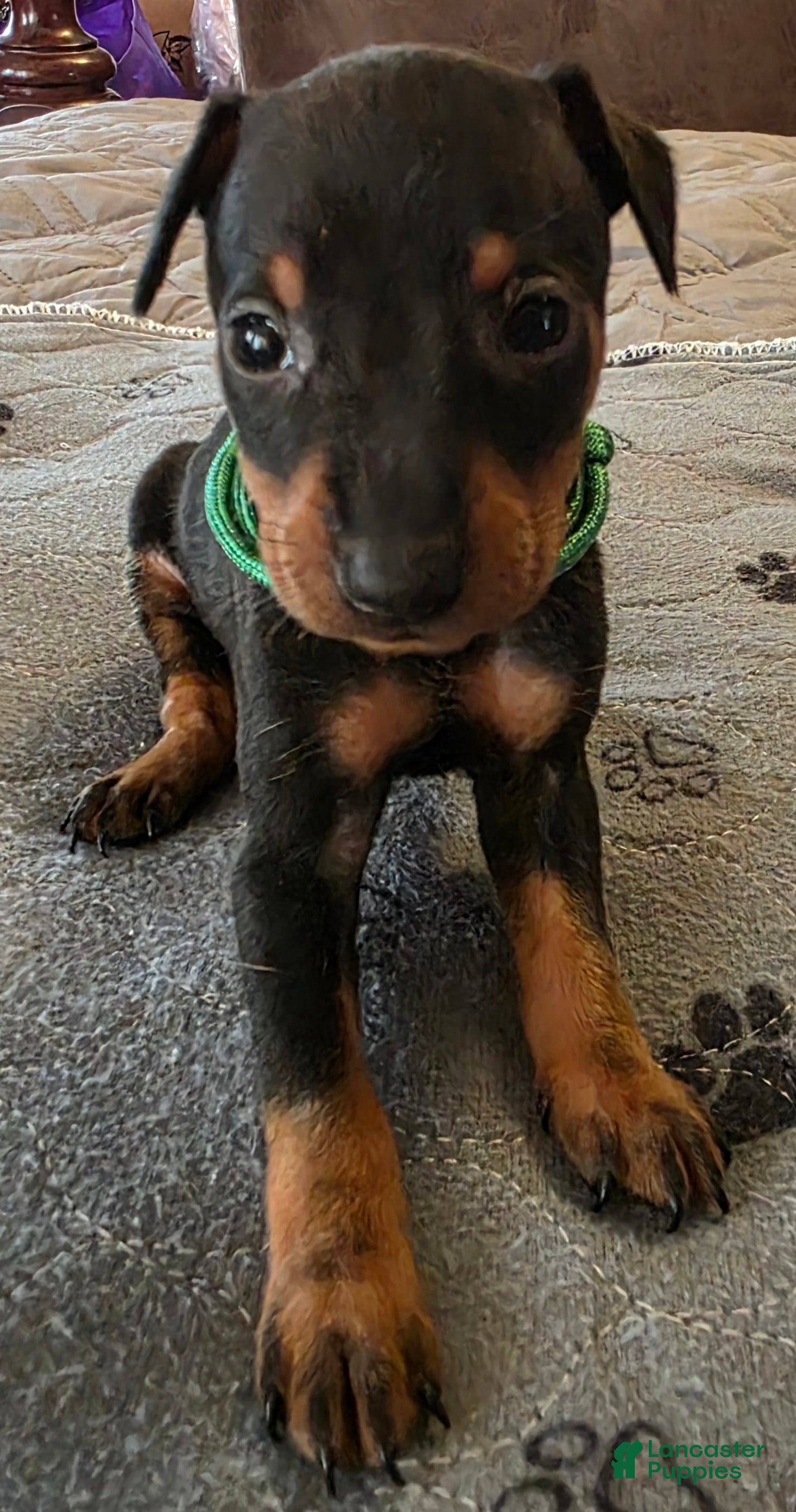 Miniature Pinscher dogs G-green - Ad 2