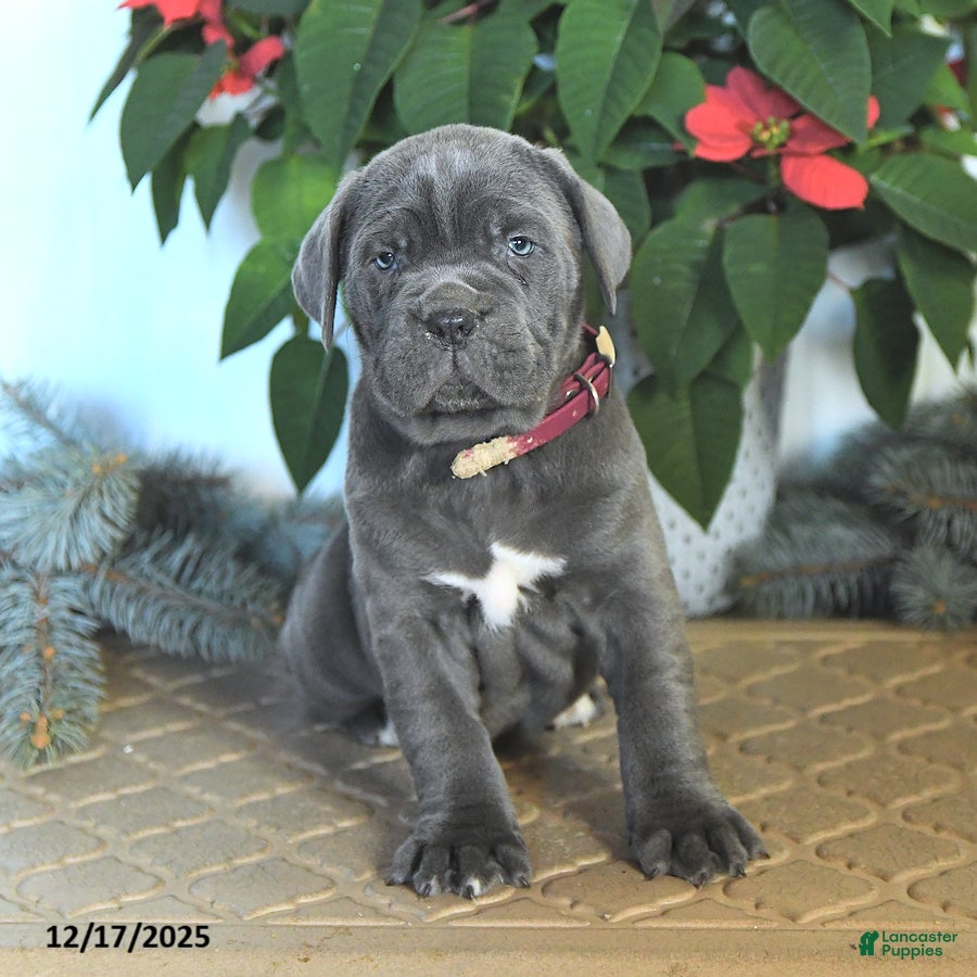 Cane Corso dogs Flicker - Ad 9