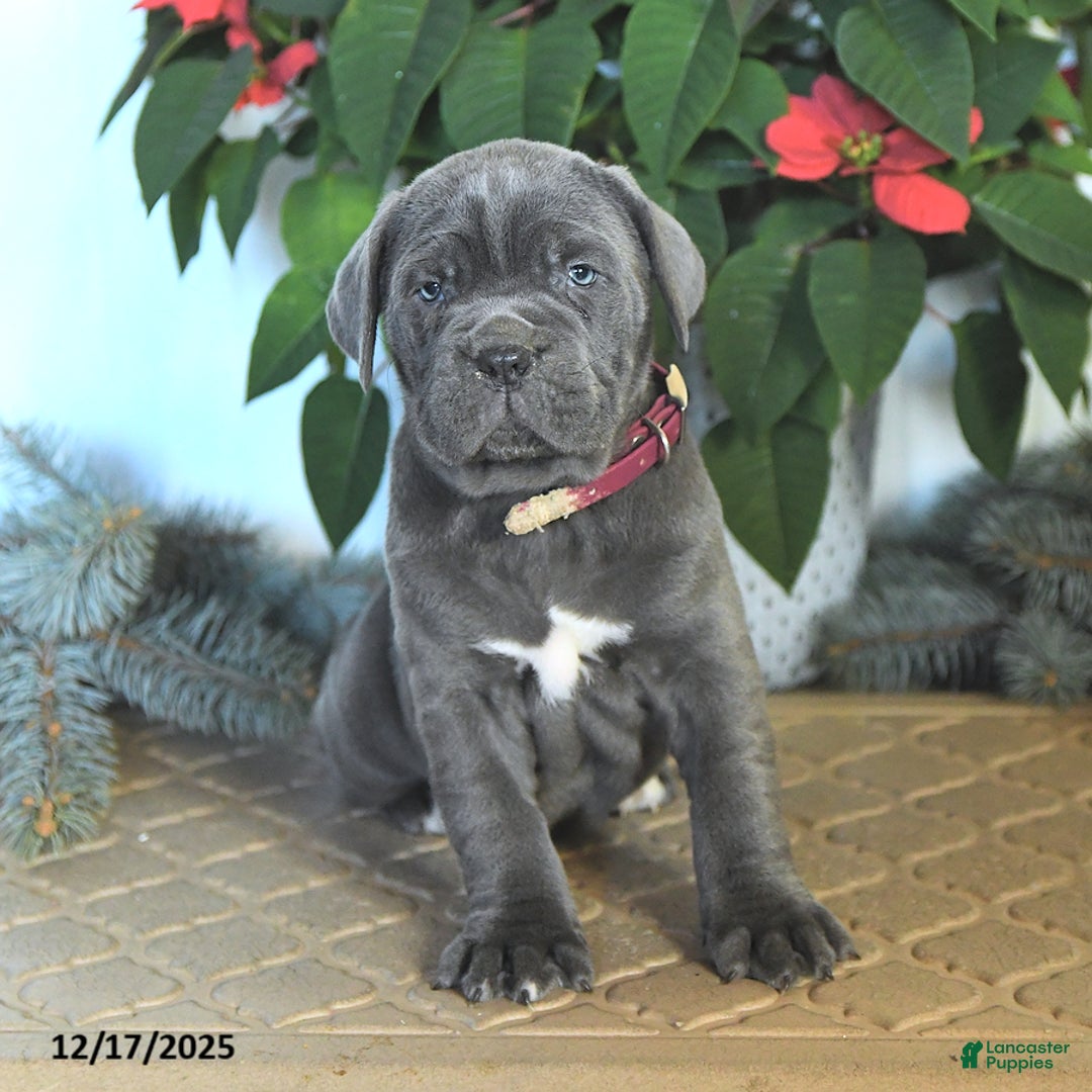 Cane Corso dogs for sale: Flicker - Ad 1