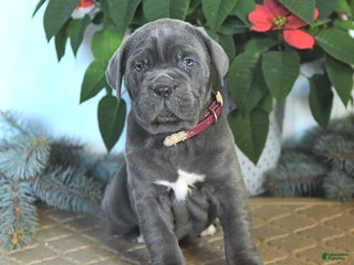 Cane Corso dogs Flicker - Ad 9