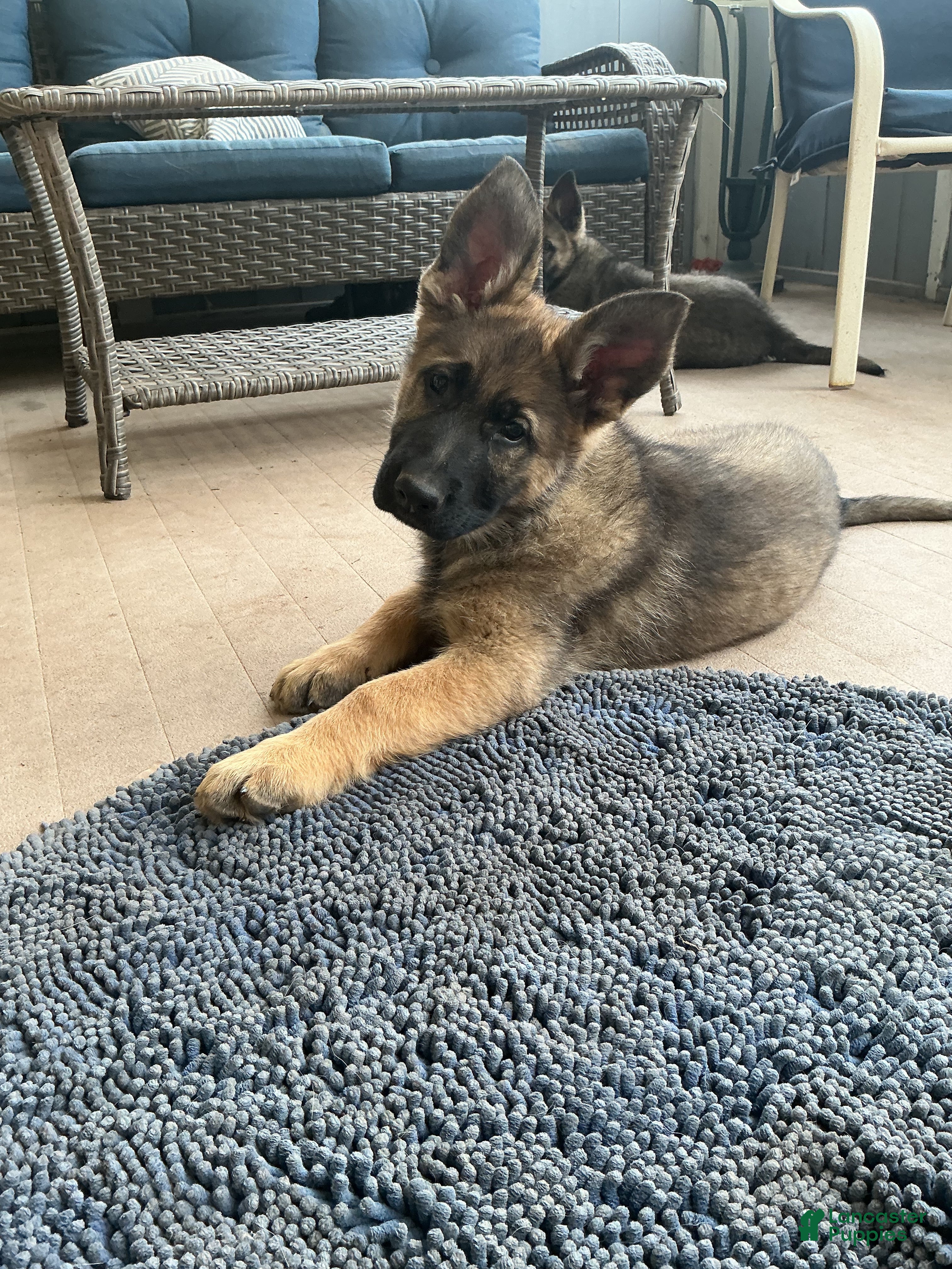 German Shepherd dogs German Shepherd Puppy 4 - Ad 1