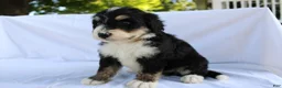 Bernedoodle dogs for sale: Shooter - Ad 13