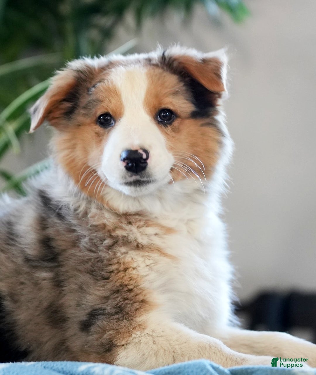 Australian Shepherd dogs for sale: Sadie - Ad 6