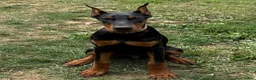 Doberman Pinscher dogs for sale: Bear - Ad 4