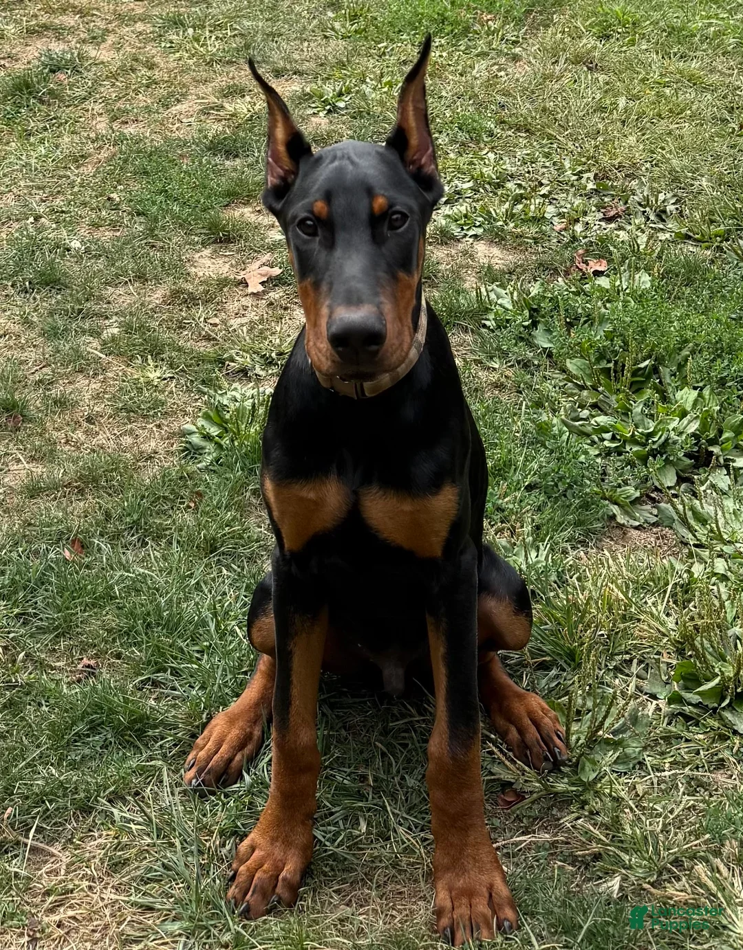 Doberman Pinscher dogs for sale: Bear - Ad 4