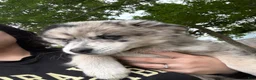 Pomsky dogs for sale: Pomsky Puppy 1 - Ad 2