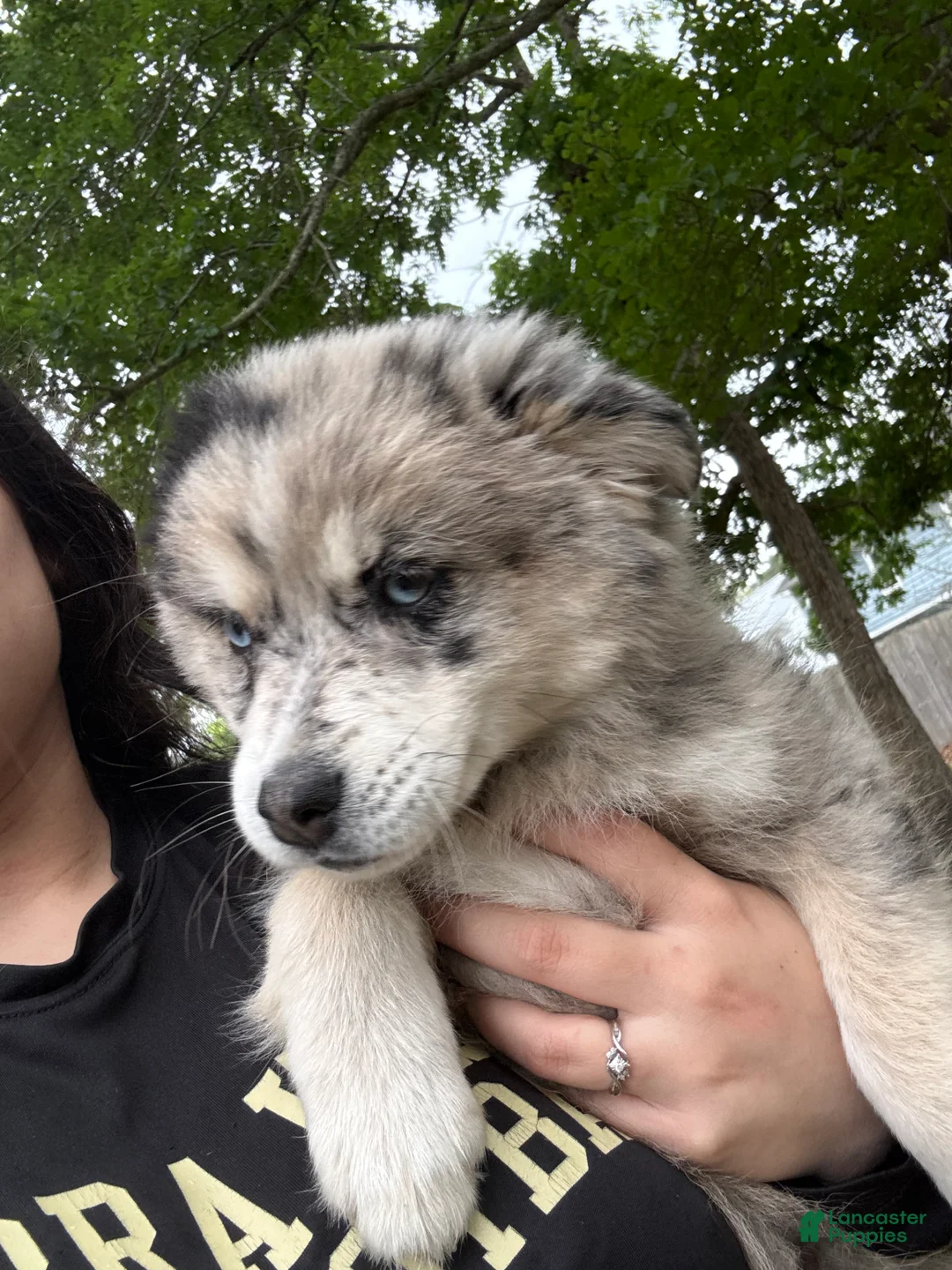 Pomsky dogs for sale: Pomsky Puppy 1 - Ad 2