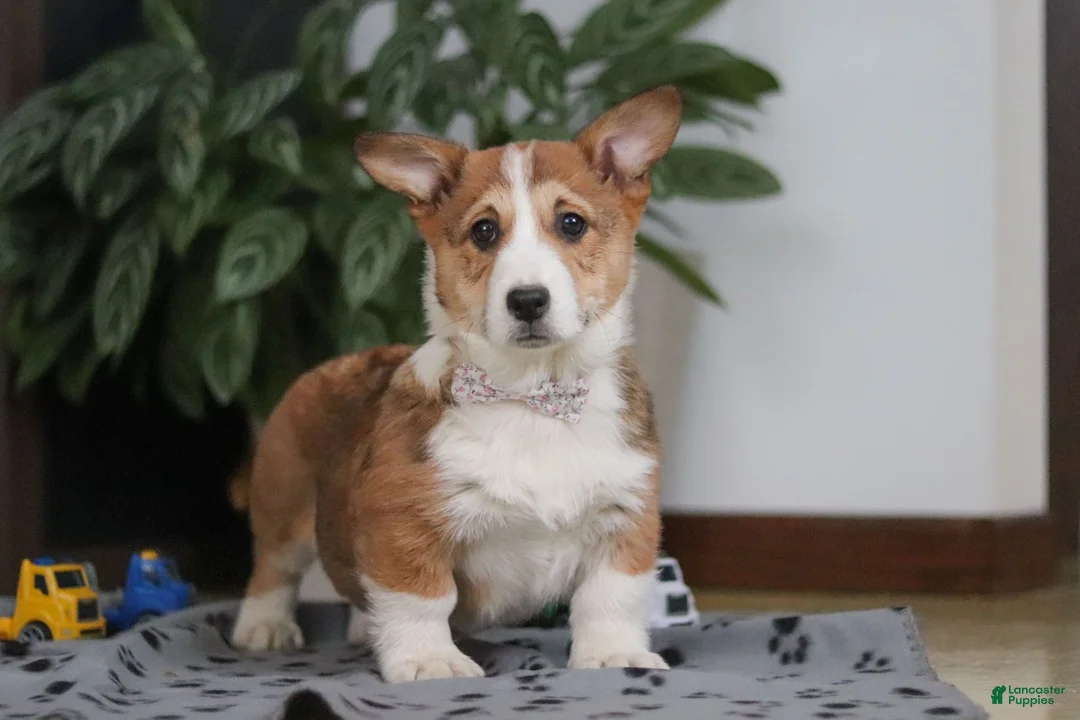 Welsh Corgi Pembroke dogs for sale: Joy - Ad 2