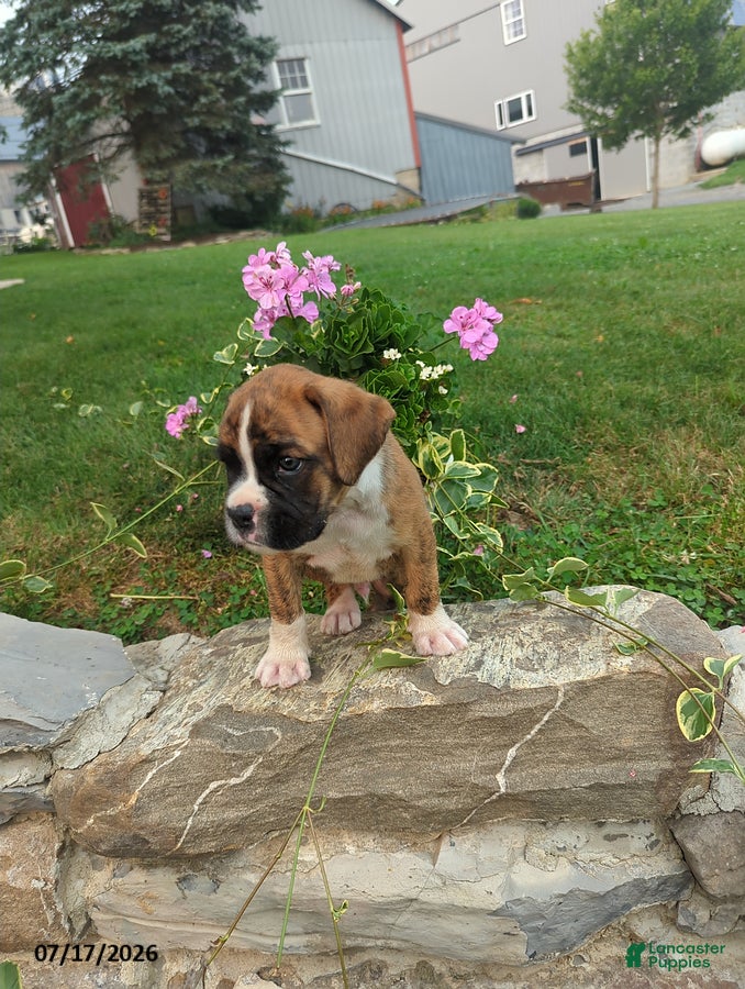 Boxer dogs Kegan - Ad 28