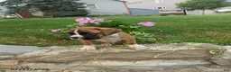 Boxer dogs for sale: Kegan - Ad 1