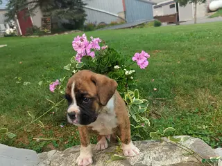 Boxer dogs Kegan - Ad 28