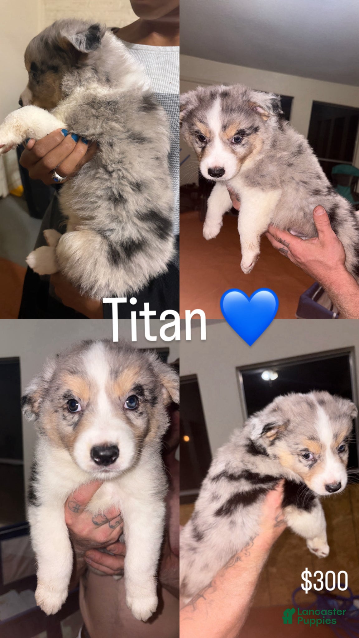 Australian Shepherd dogs Titan  - Ad 6