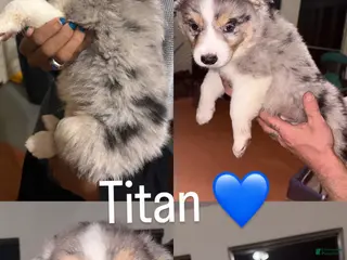 Australian Shepherd dogs Titan - Ad 4