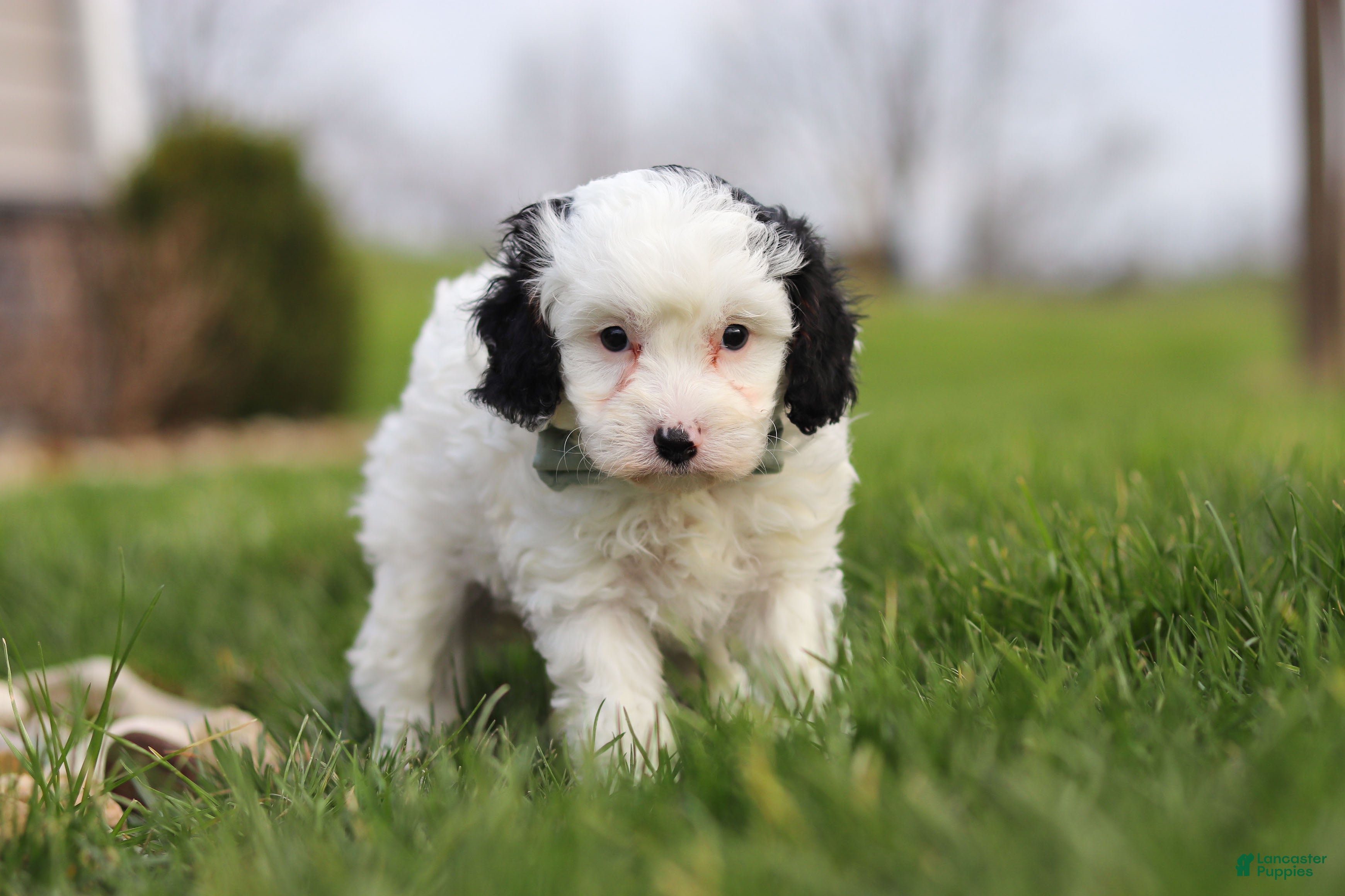 Cavapoo dogs Mason - Ad 2