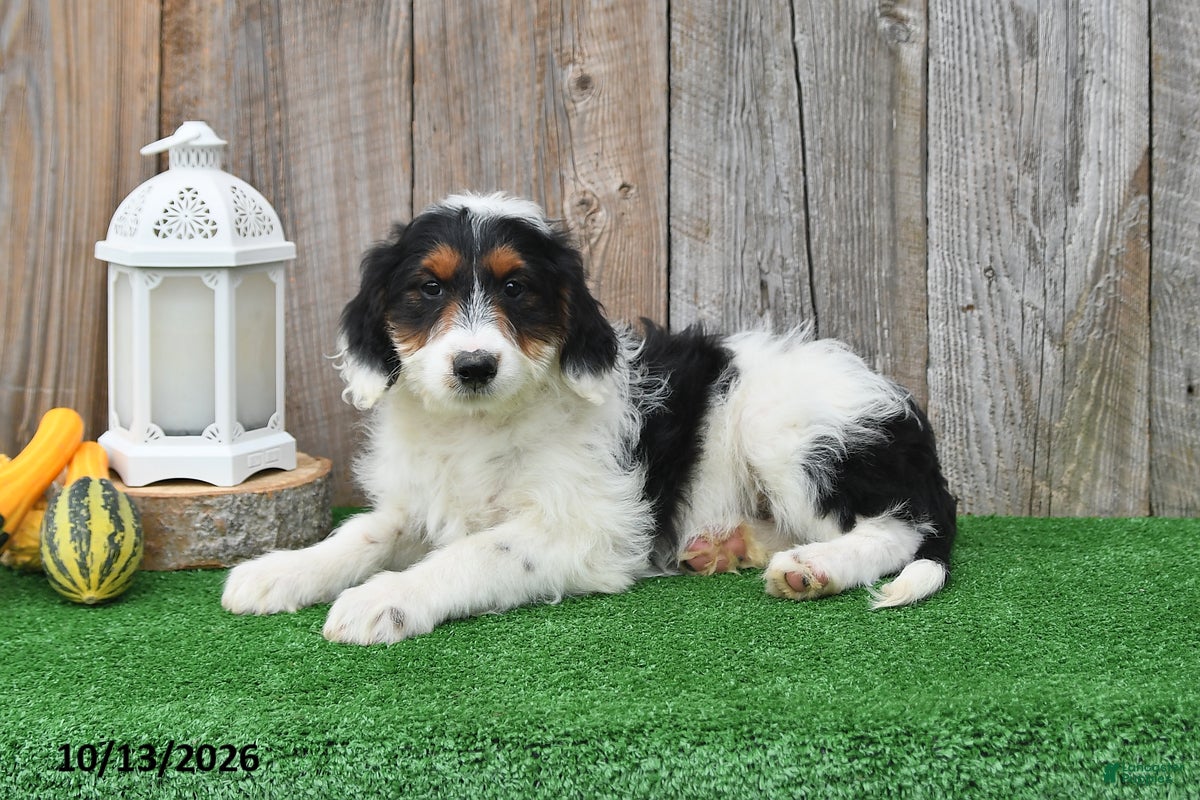 Mini Aussiedoodle dogs Alexis - Ad 2