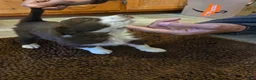 Australian Shepherd dogs for sale: Junior - Ad 10