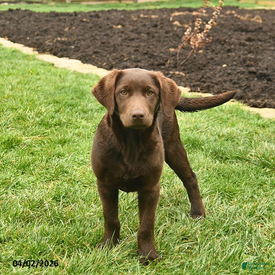 Labrador Retriever dogs Joyce  - Ad 1