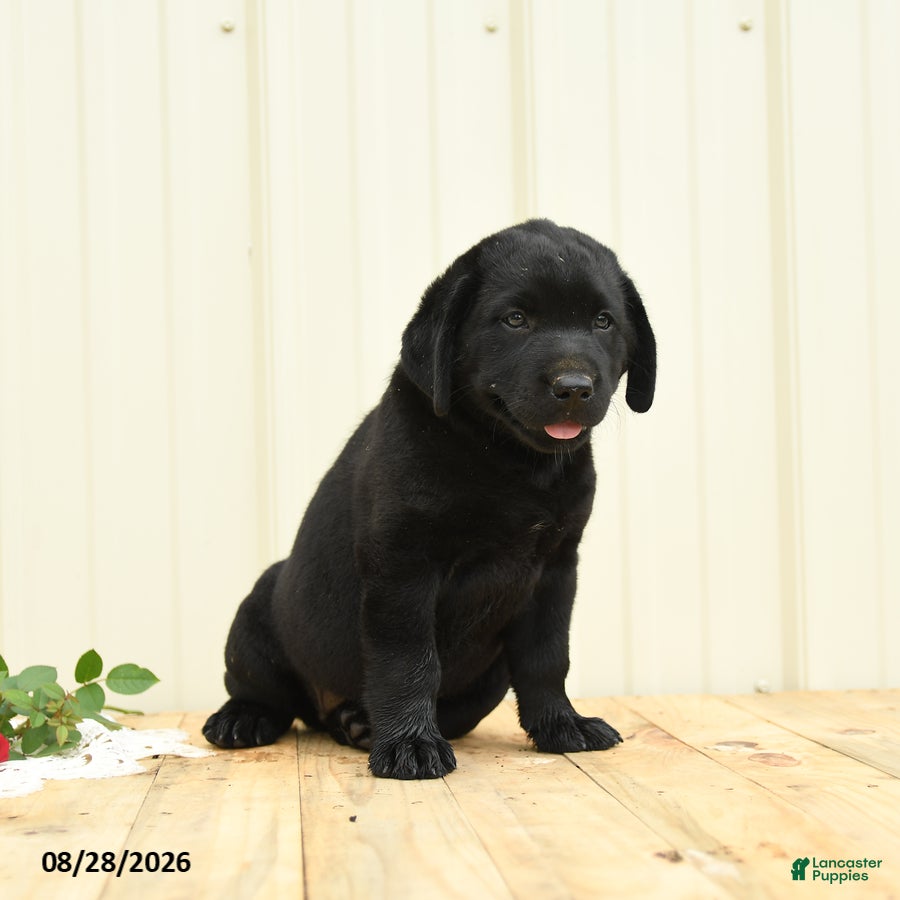 Labrador Retriever dogs Gretchen - Ad 2