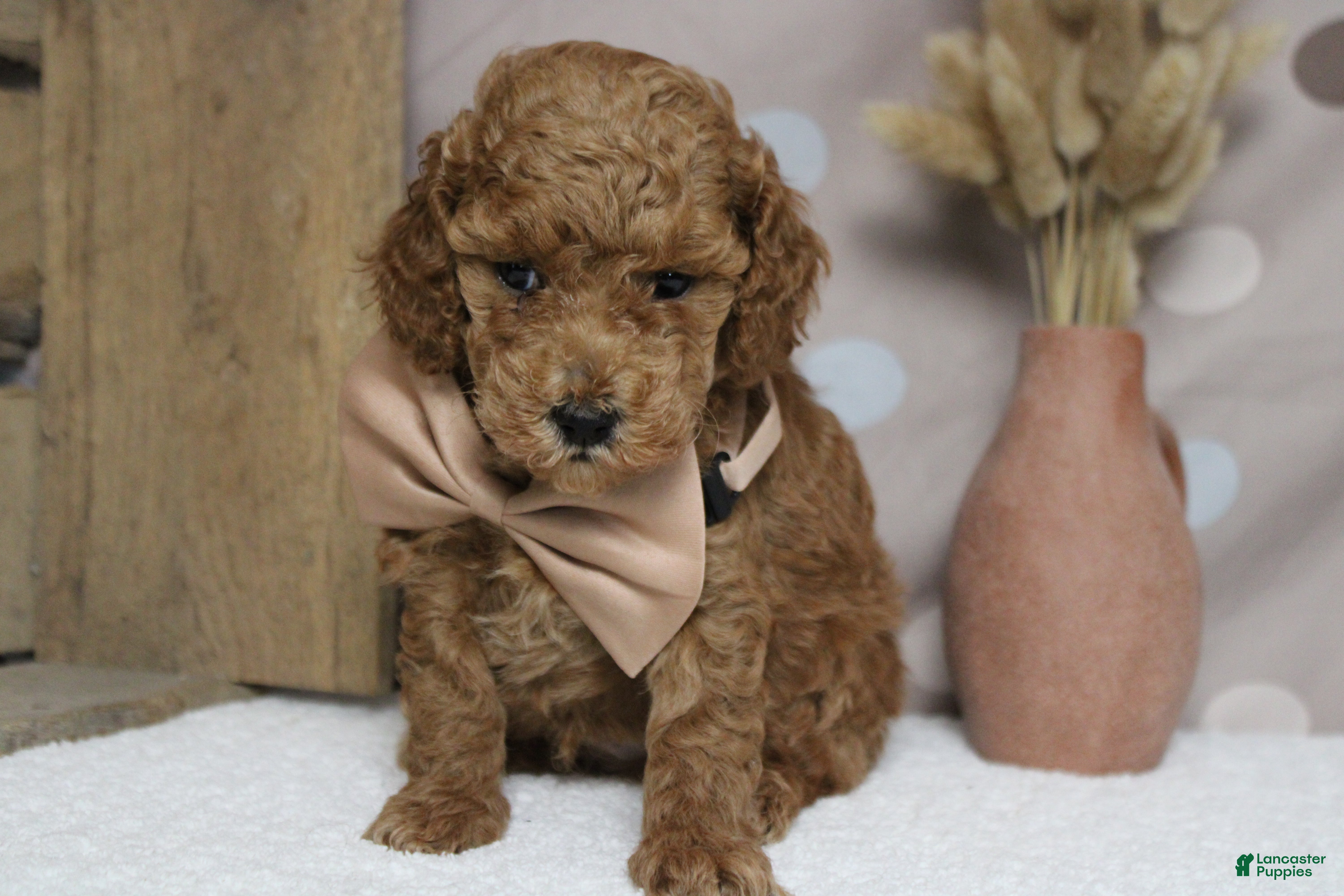 Mixed Breed dogs Mandarin  - Ad 8