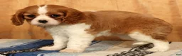 Cavalier King Charles Spaniel dogs for sale: Polly - Ad 5