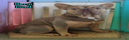 French Bulldog dogs for sale: Ernie Male AKC French Bulldog - Ad 8