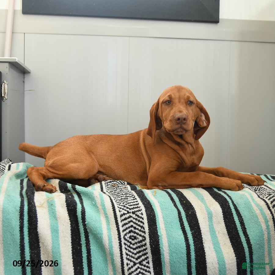 Vizsla dogs Cisco - Ad 2