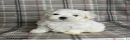 Maltese dogs for sale: Prince   - Ad 4