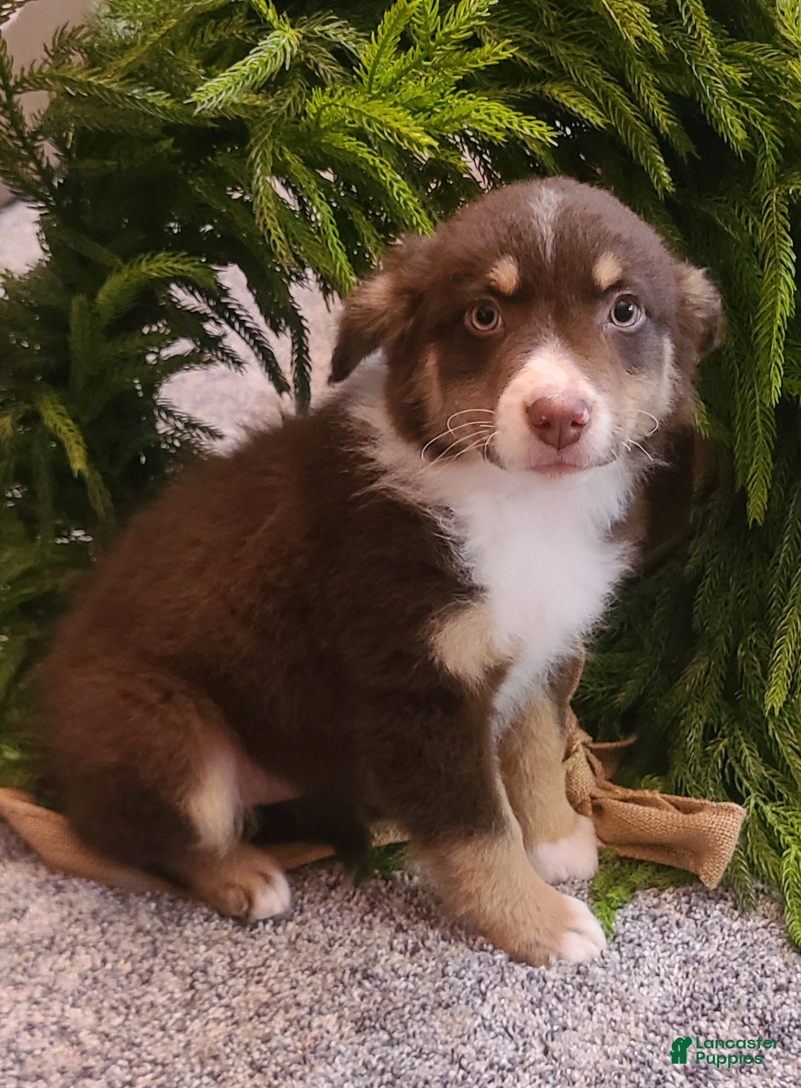 Aussiedoodle dogs Aussiedoodle Puppy 1 - Ad 24