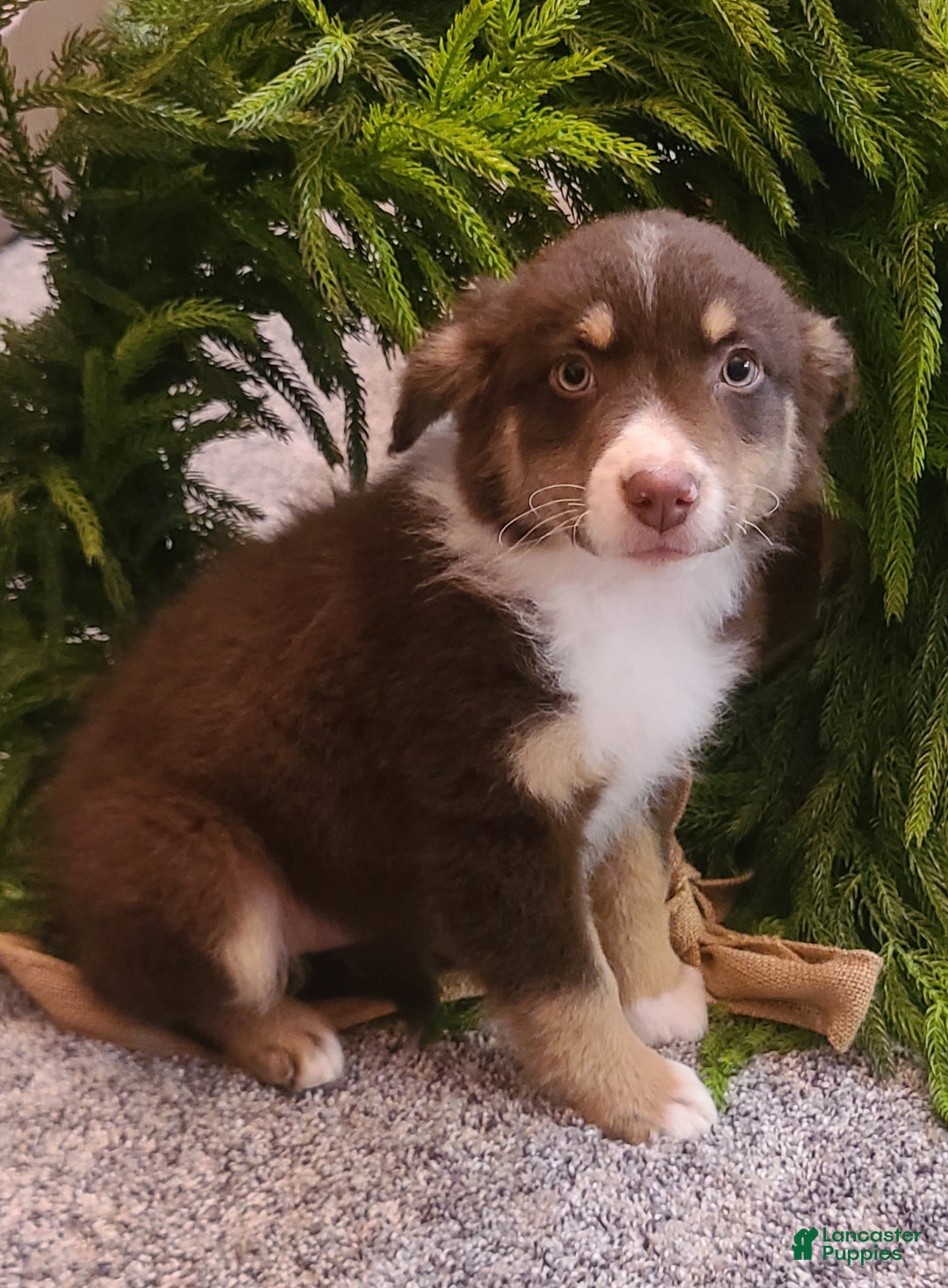 Aussiedoodle dogs for sale: Aussiedoodle Puppy 1 - Ad 1