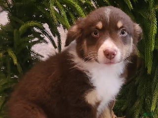 Aussiedoodle dogs Aussiedoodle Puppy 1 - Ad 21