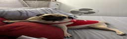 Pug dogs for sale: Zeus - Ad 2