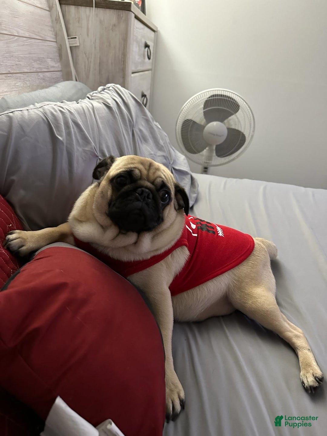 Pug dogs for sale: Zeus - Ad 2