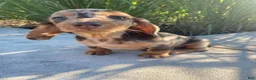 Miniature Dachshund dogs for sale: Otis - Ad 8