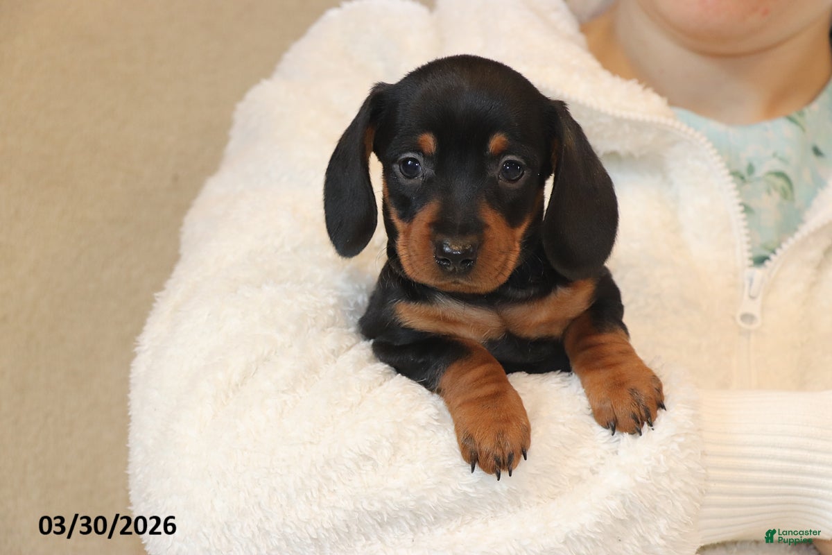 Miniature Dachshund dogs Ava  - Ad 1
