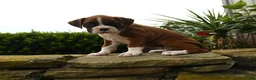 Boxer dogs for sale: Twister - Ad 4