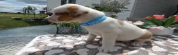 Mixed Breed dogs for sale: Mixed Breed 2 Dexter - Ad 3