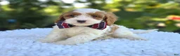 Cavapoo dogs for sale: Ricky - Ad 3