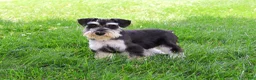 Miniature Schnauzer dogs for sale: Azriel  - Ad 3