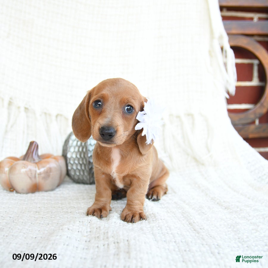 Miniature Dachshund dogs Sparrow - Ad 1