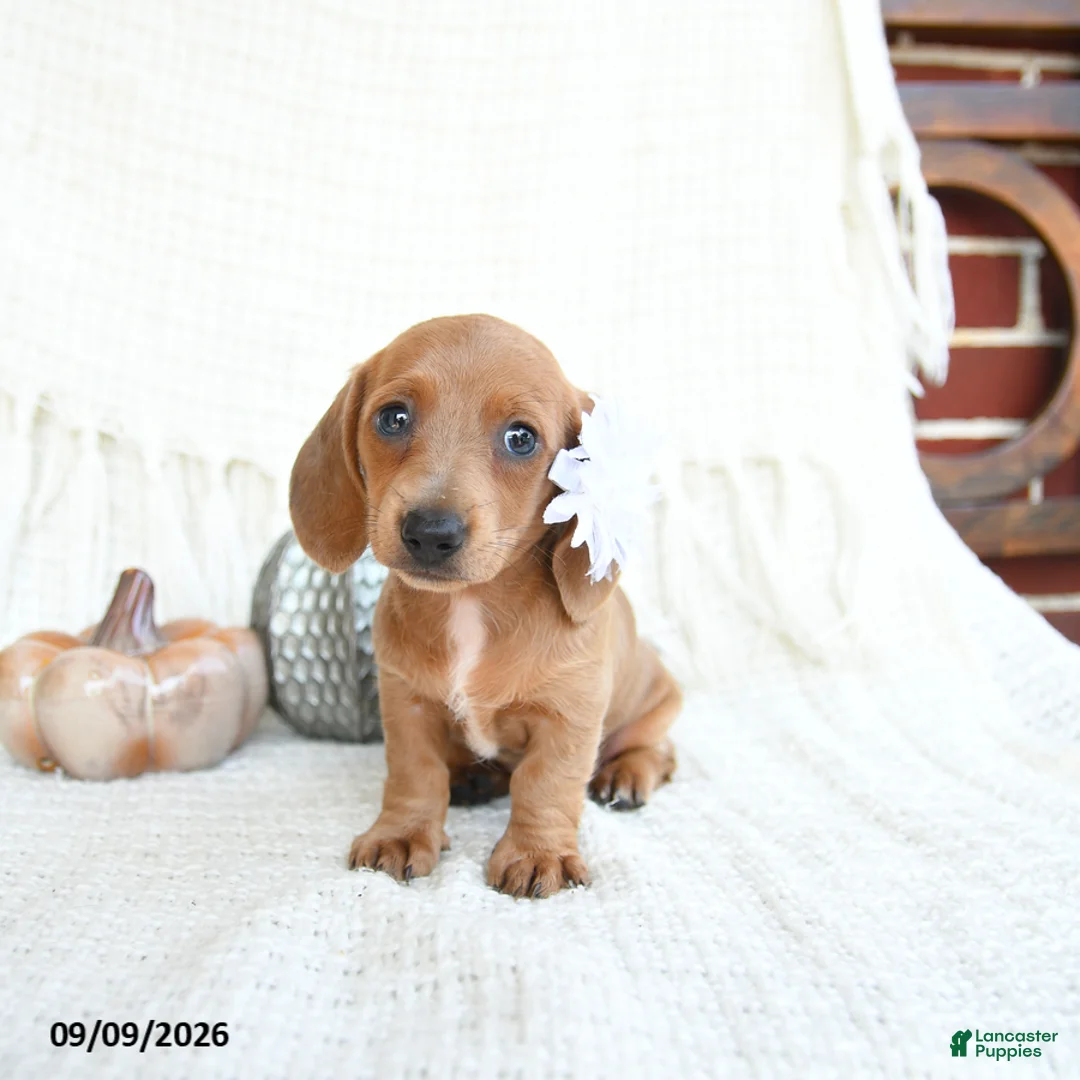 Miniature Dachshund dogs for sale: Sparrow - Ad 1