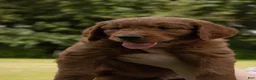 Goldendoodle dogs for sale: Goldendoodle 1 - Ad 5