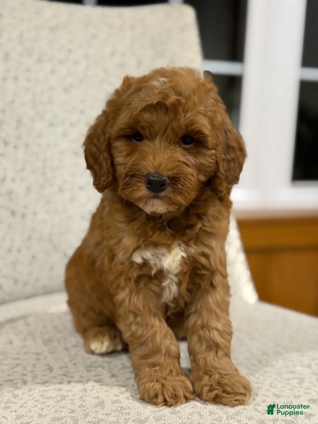 Mini Goldendoodle dogs for sale: Honey - Ad 1
