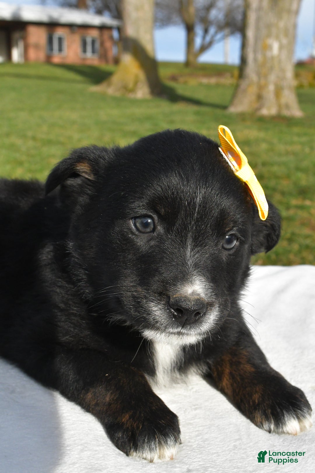 Mixed Breed dogs for sale: Marty - Ad 2